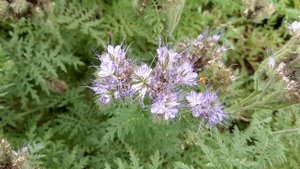 Сбор пыльцы с фацелии. На память😊