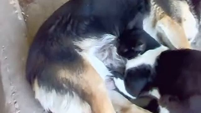 добрая собака смотреть онлайн