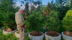 Ленивый Бонсай из кедра