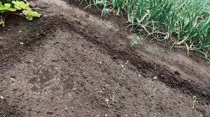 Репа, редька и дайкон взошли через два дня, первые работы со всходами.
