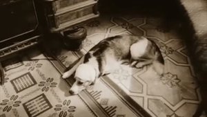 Так свезло! Тут не без водолаза! (...из кинофильма Собачье сердце)