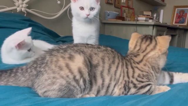 Шотландские котята. Скоро 3 месяца!😽😻👀