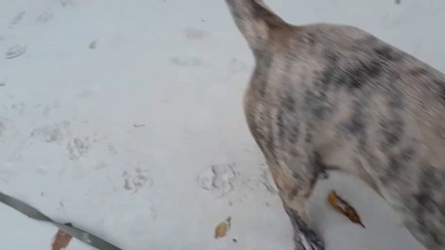 Ози... преодоление фобий... смотреть онлайн