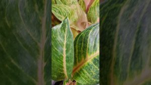 С Новым 2025 годом! Желаем Здоровья, Счастья чтоб мечты ваши сбывались, а невзгоды обходили стороной