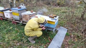 Пчеловодство. Защита ульев от грызунов. Чем утеплить тонкостенные ульи.Утепление ульев в зиму.