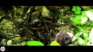 Поиск на позициях 120-й Стрелковой Дивизии. Стрелковые ячейки и блиндажи.#копповойне #раскопки #4k