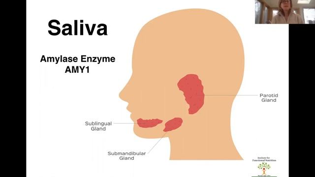 60 Second System Biology- Amylase Enzyme смотреть онлайн