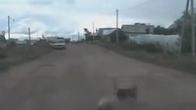 Стрела на собаку смотреть онлайн