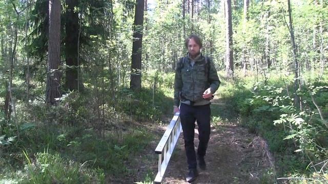 Как правильно собирать гриб чага? На какой высоте? Какую Чагу собирать нельзя? ФитоДар