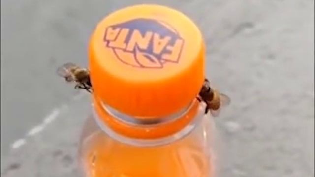 У башкир даже пчелы умные смотреть онлайн