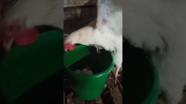 Сбор урожая офлайн