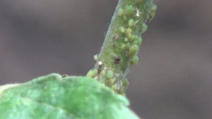 Тля и муравьи