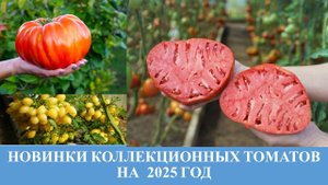 Новинки коллекционных томатов на 2025 год