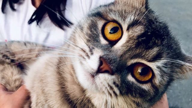 Дубаи смотреть онлайн