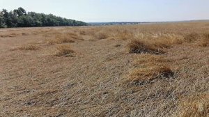 паровая пшеница полегла11 августа 2022 г.