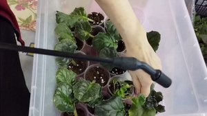 Обзор деток Фиалок в тепличках