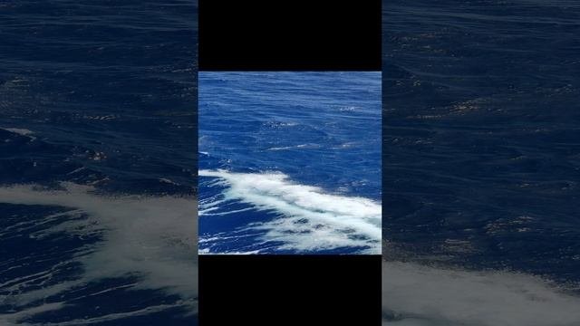 Морские красоты, Sea