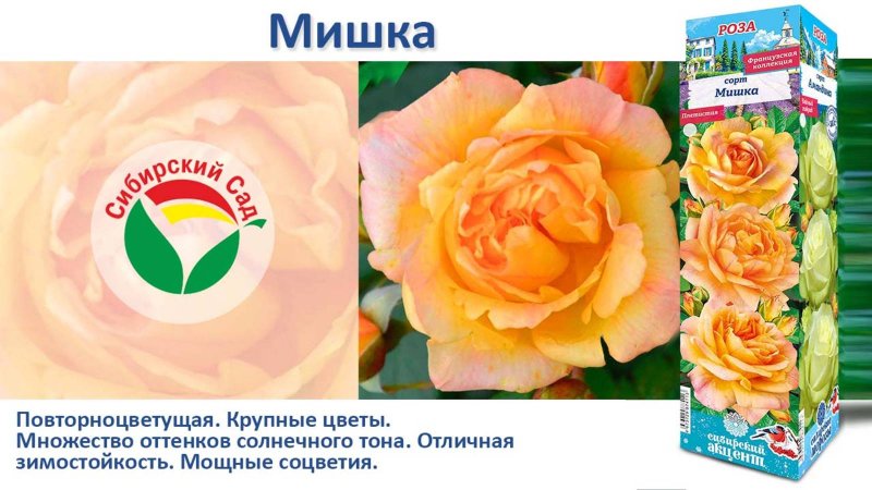 Роза Мишка (Плетистая) от Агрофирмы "Сибирский сад"