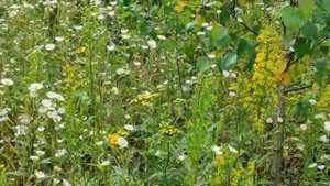 Пчеловодство. Поздние медоносы, взяток продолжается!