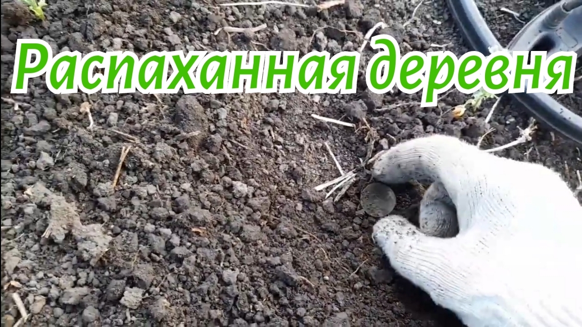 Коп монет на старом урочище.