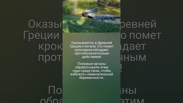 В Древней Греции знали толк в лайфхаках! 😵💫🐊👶