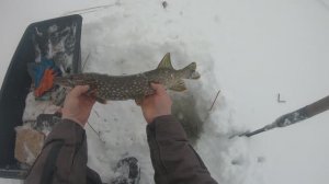 проверка жерлиц/из архива/