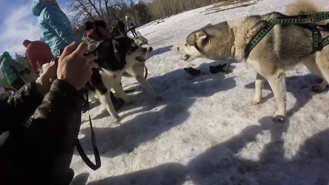 Бойцовские собаки смотреть онлайн