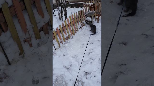 Тишка нагулялся.