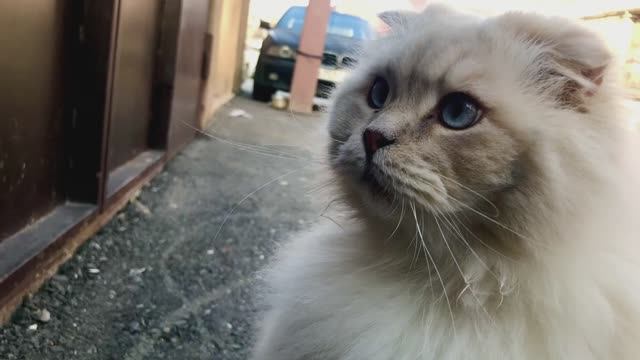 Истинный царь Природы. смотреть онлайн