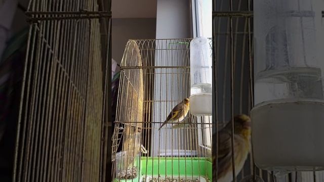 Hybrid goldfinch and canary Гибрид канарейки и щегла красивое пение