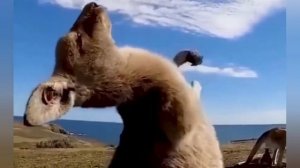 смешные видео ролики