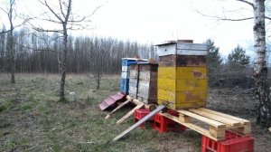 Пчеловодство. Начало весеннего взятка.Как пчела работает активно на весеннем взятке.