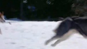 СНЕЖНЫЕ ПСЫ feat. В.Бутусов - Песня идущего домой