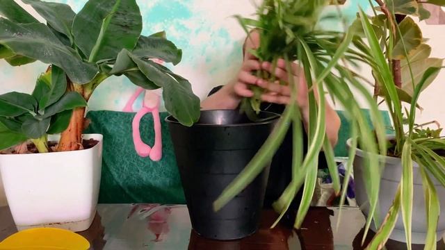Комнатное растение ХЛОРОФИТУМ . Все что нужно знать об этом зеленом красавце.