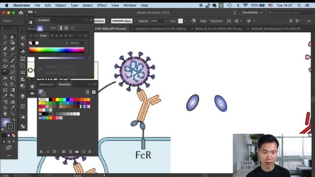 Draw Fc Receptor | Coronavirus Receptor | Graphical Abstract | Scientific Illustration