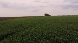 Оз пшеница "Льговская 4" внеочередная подкормка 17 05 20