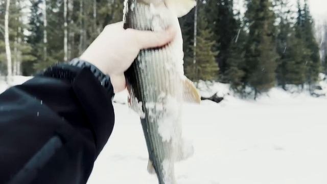 ПОПАЛИ НА ЖОР ХАРИУСА | ВЕСНОЙ ТАКИХ РАЗМЕРОВ  МЫ ЕЩЕ НЕ ЛОВИЛИ | ЭТО СУПЕР РЫБАЛКА!