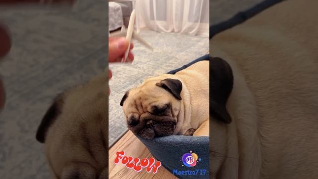 🐶 Мопс и музыкалити 🎶