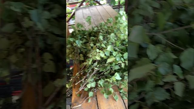 Готовим банные веники #баня #деревенскаяжизнь #деревня #жизньвдеревне #домвдеревне