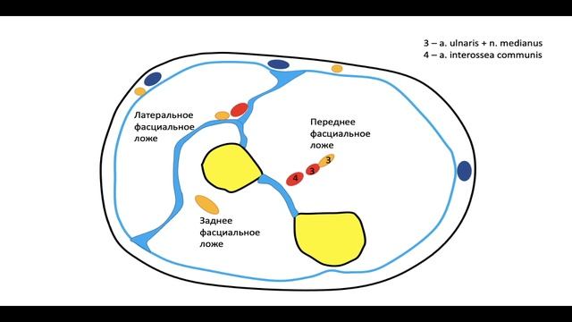 Задняя область предплечья . Футлярное строение предплечья.