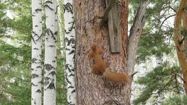 Лавка и её питомцы. Весна. #белка #бурундук #поползень смотреть онлайн