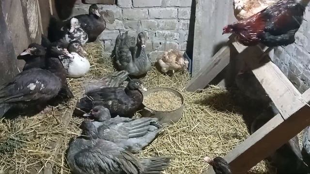 Куры Араукана, мускусные утки тяжелых линий. Поение индоуток зимой.
