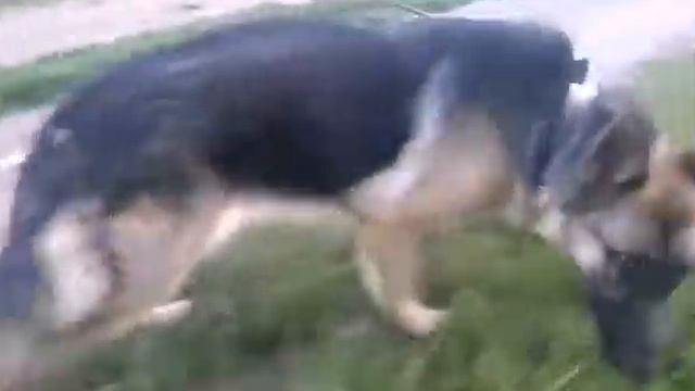 Вигулюю собаку німецька вівчарка смотреть онлайн