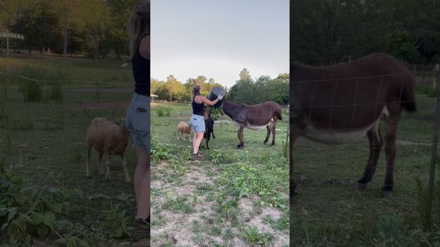 Feeding Frenzy: Watch a Mammoth Donkey Devour Garden Weeds #homesteading #floridagarden #freefood