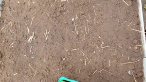 Лук репчатый ‘Дедуля’.  Тестирование семян компании "Ваше хозяйство". Ольга Кузина, Иваново.