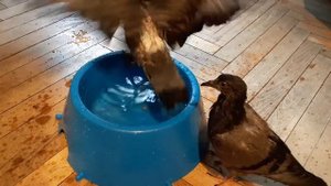 голуби купаются