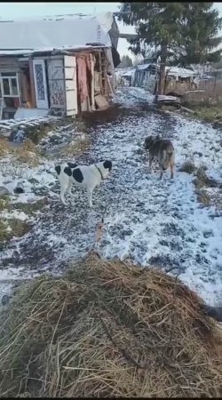 Собаки помощники! Очень не обычно!