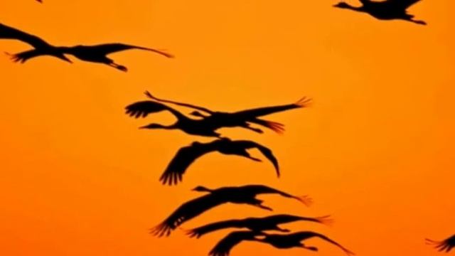 ЖУРАВЛИ - КЛИП / МИНУС