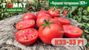 Магазинные помидоры могли бы быть с нормальным вкусом! Томат K23-23 F1 «Народное тестирование 2024»