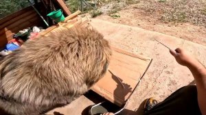 СУПЕР ОВЧАРНЯ  ГОТОВА ! ПУШИСТЫЙ КИЛЛЕР УБИВАЕТ ! ЗАБРАЛ ПОСЫЛКУ ! КУПИЛ ХУТОР В ЛЕСУ №77